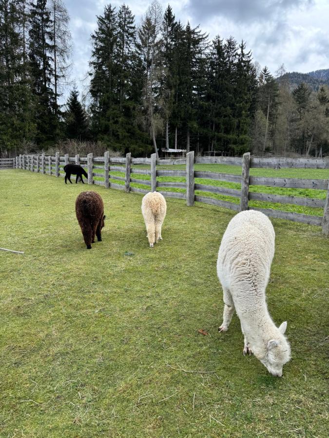 Altri animali domestici presso l'aparthotel o nei dintorni
