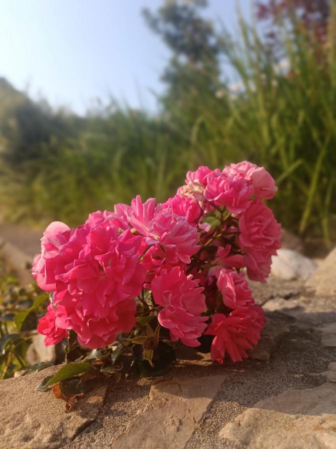 Giardino di B&B Carmen