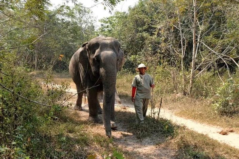 Featured tour with 3 reviews: Kulen Elephant Forest & Tonlesap Lake