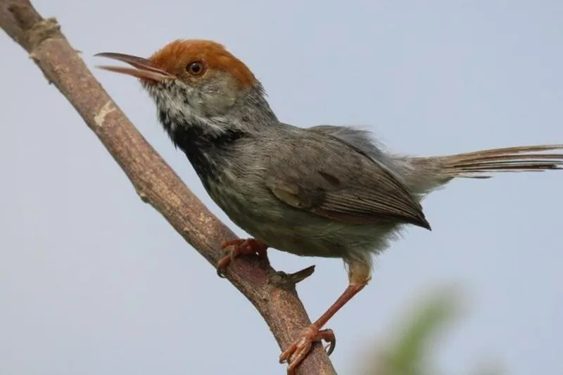 Featured tour with 8 reviews: Phnom Penh Birding Experience and Brunch