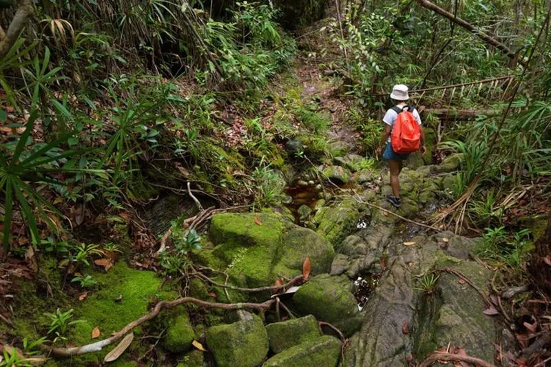 Featured tour with 12 reviews: Khao Sok Rainforest | Hiking & Bamboo Rafting