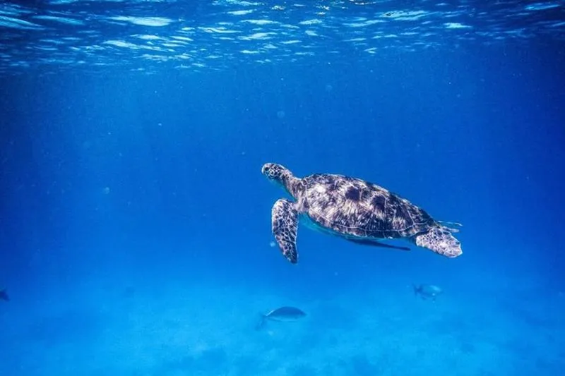 Duration range for Similan Islands in Thailand from 1 hours to 510 hours Duration range for Similan Islands in Thailand from 1 hours to 510 hours