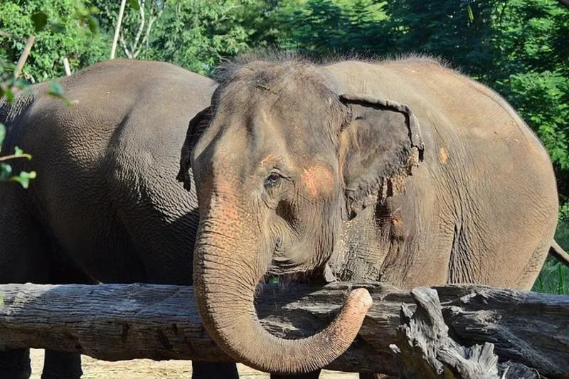Featured tour with 46 reviews: Experience Elephant Sanctuary + Sticky Waterfall