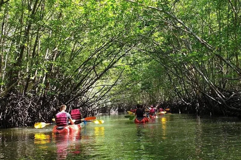Mangrove Tour by Kayaking in Ko Lanta With Lunch