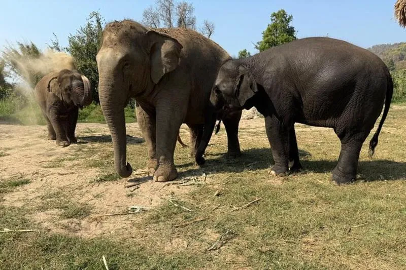 Featured tour with 16 reviews: Elephant Sanctuary, Wat Ban Den & Sticky Waterfall