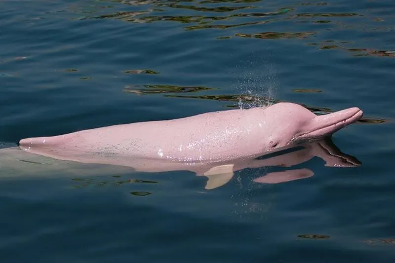 Featured tour with 5 reviews: Dolphin Watching Tan and Pig Island Tour from Koh Samui