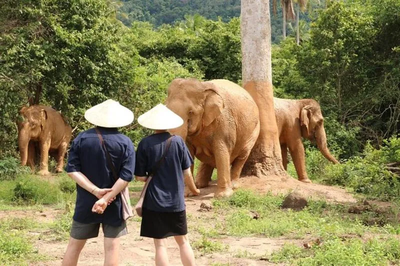 Featured tour with 21 reviews: Samui: Elephant Jungle experience & The First Elephant Museum