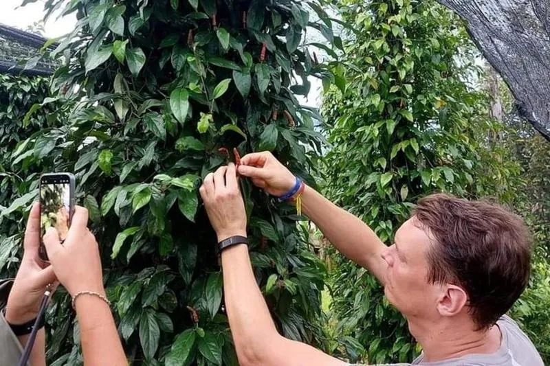 Discover Kampot Countryside, Pepper farm & Bokor Mountain