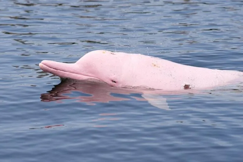 Pink Dolphin and Pig Island Snorkeling Tour from Koh Samui