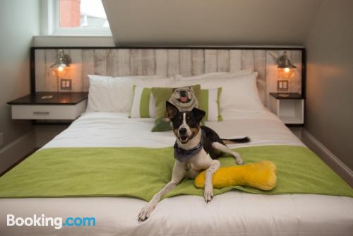 Apartamento apto para perros en Newport con wifi